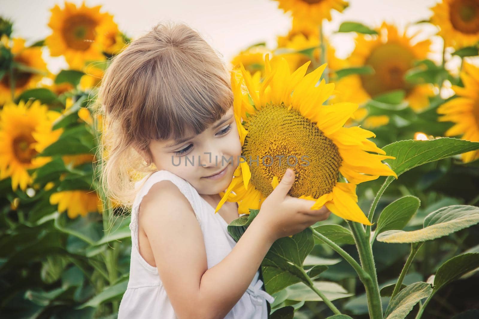 child in the field of sunflowers is a small farmer. selective focus. nature.