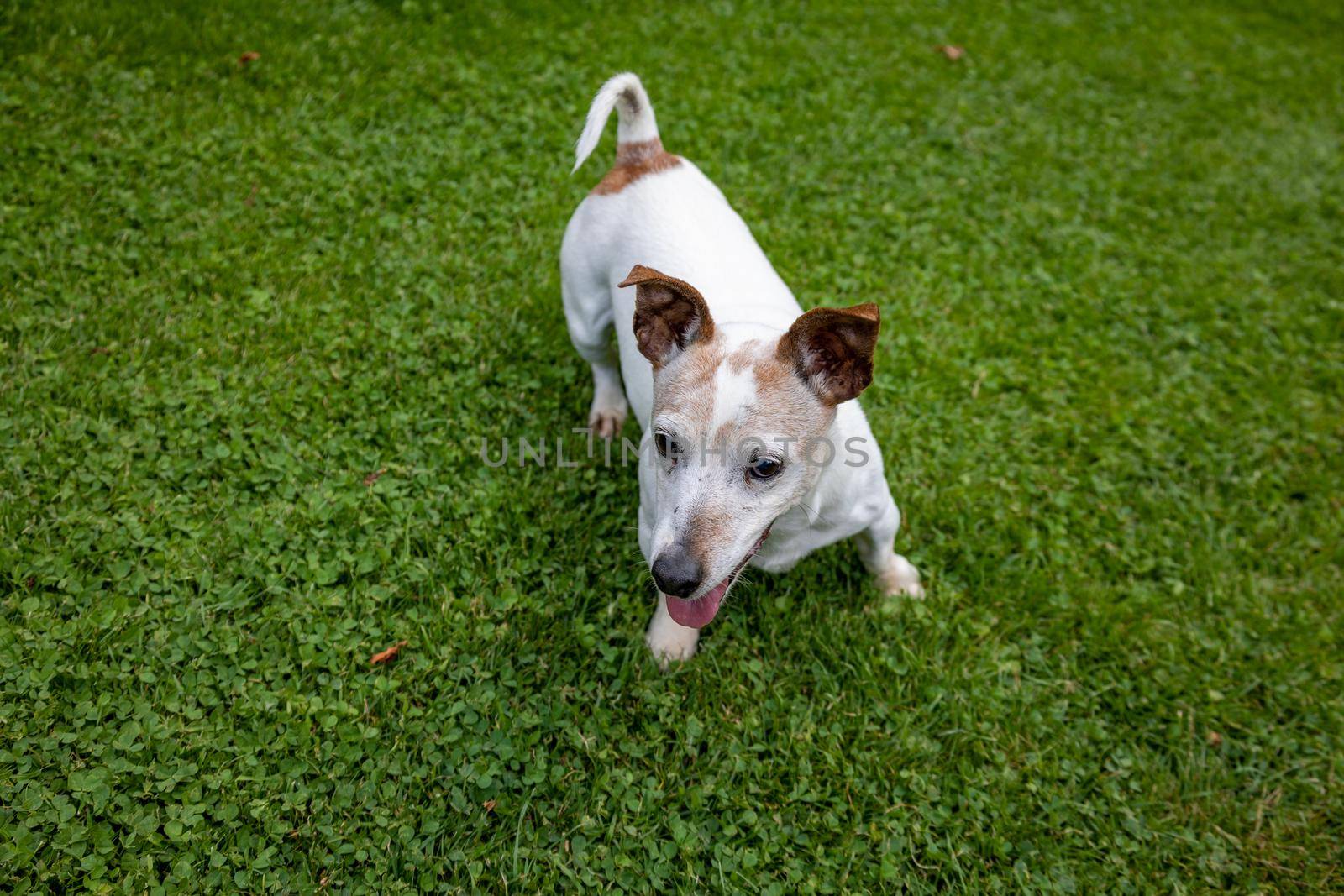 Jack Russell Terrier Dog in Green Garden by Bonandbon