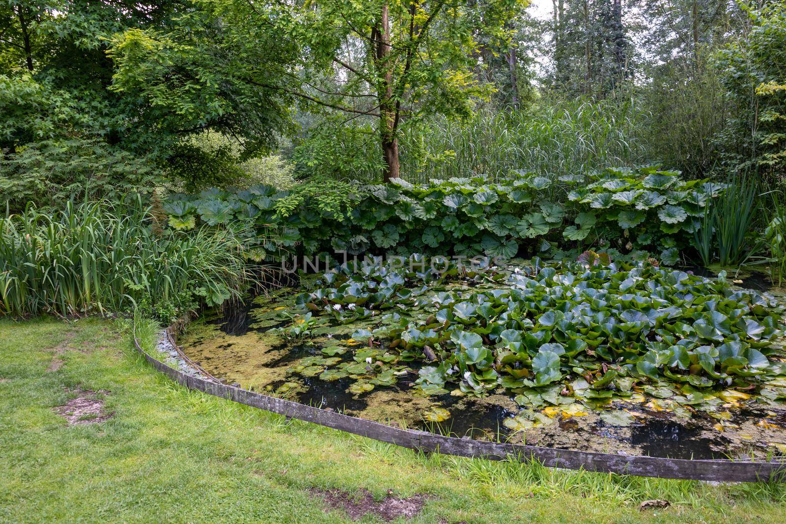 English green garden with water pound and multpiple type of trees and plants during the summer season