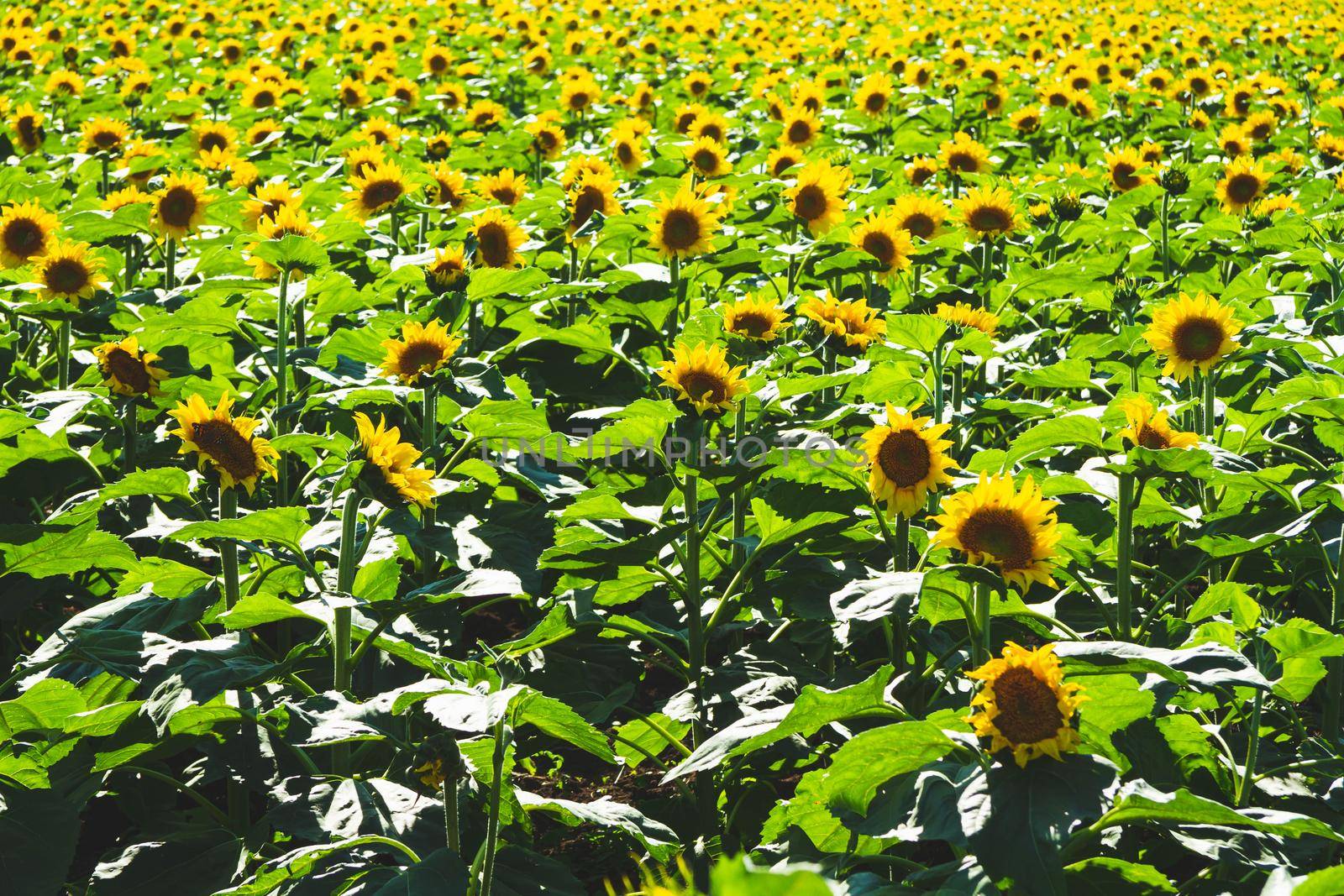 Sunflower cultivation. Sunflower blooms in the field. Oil import and export. by Verrone