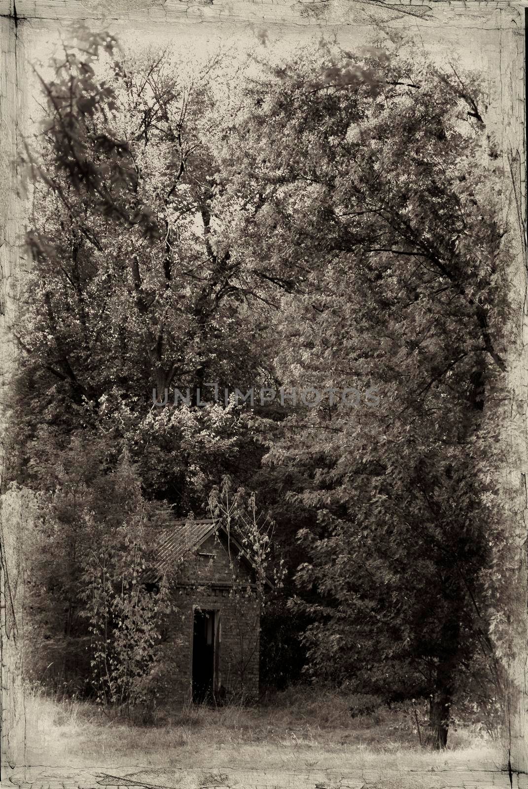 Old Abandoned House Building Dilapidated In The Woods Spooky Grunge Rotten Photo Under Cloudy Sky Dark Forest Photography. Black and white photo of a house in the forest. old vintage photo house in the woods by Andrii_Ko