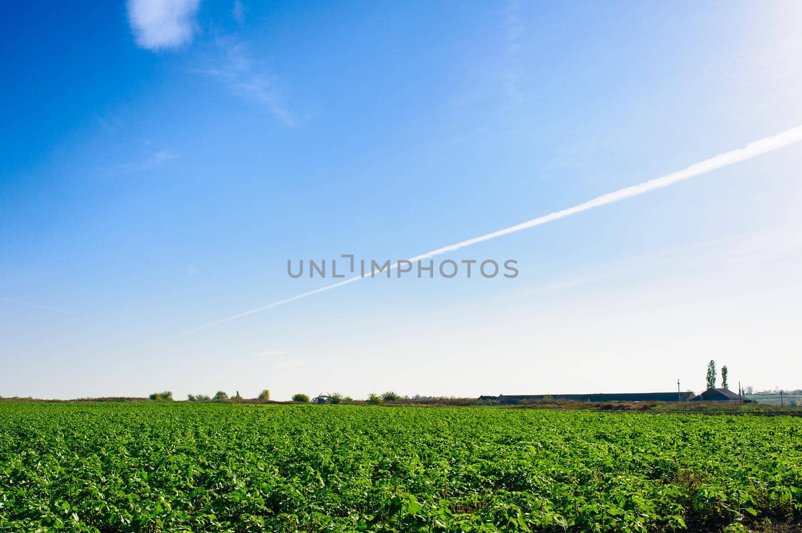 Green Field of wheat, blue sky and sun, white clouds. wonderland