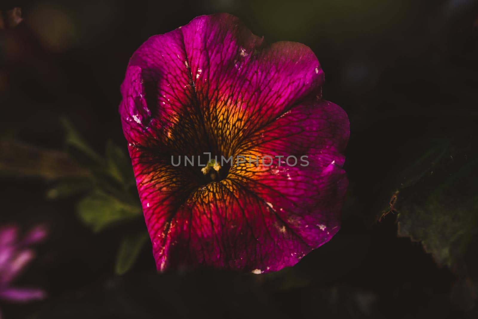 Macro photo of red flower. High quality photo