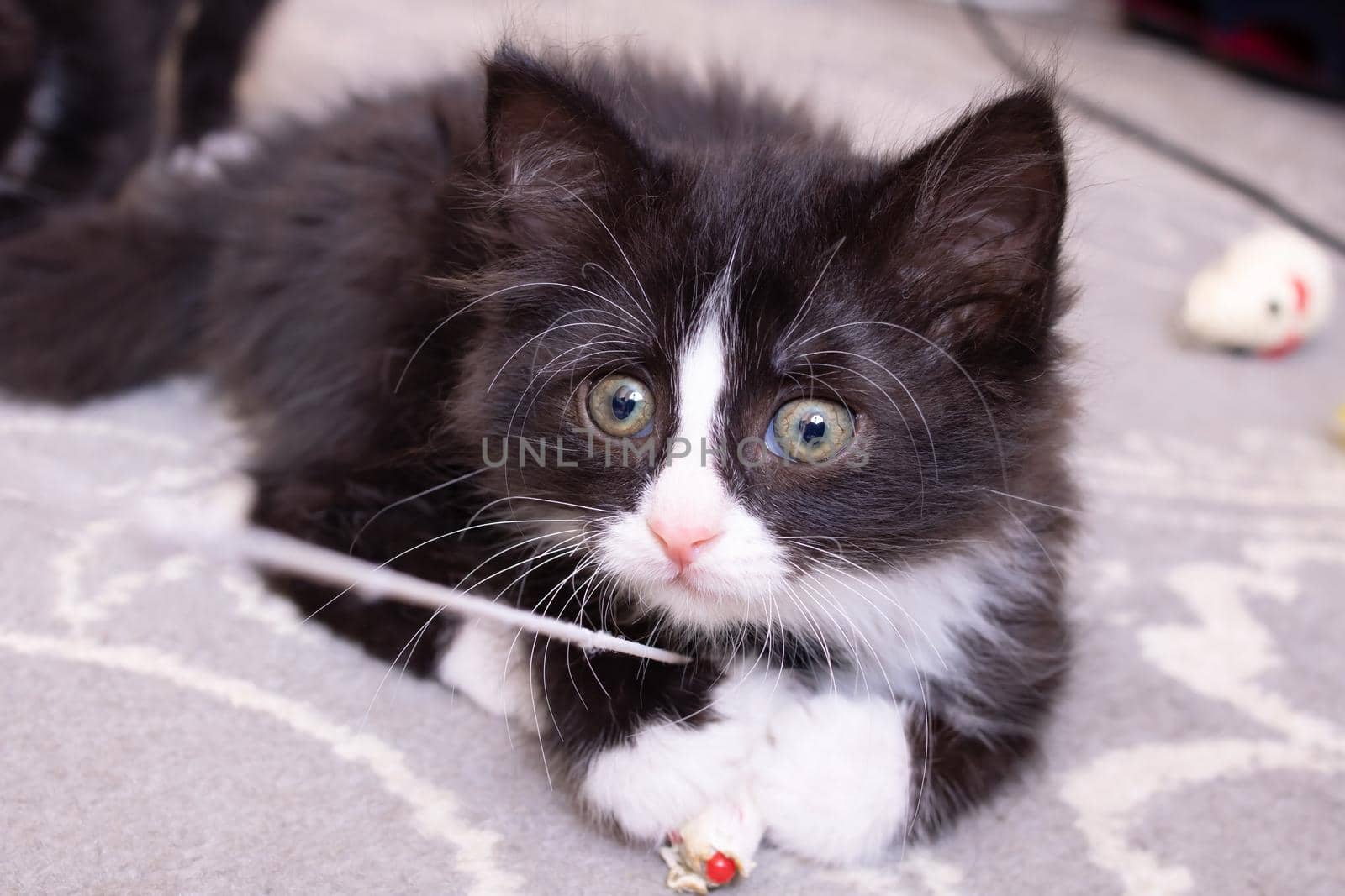 Funny black kitten playing with a toy close up