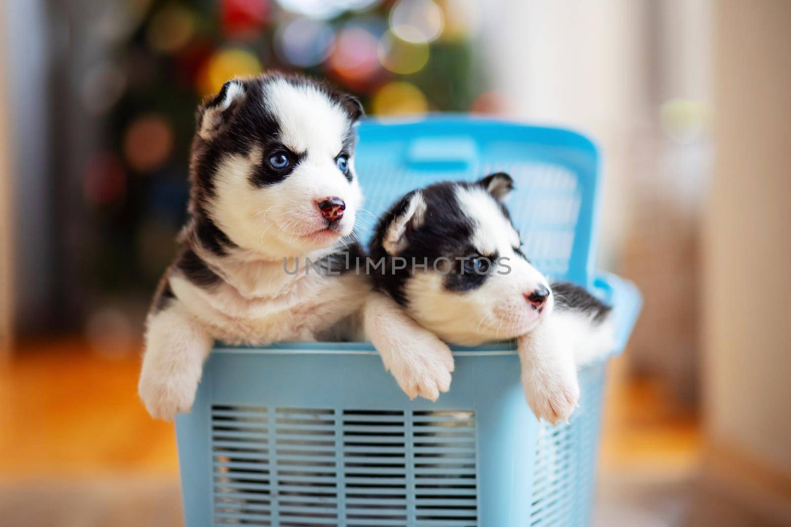 Cute siberian husky puppies climb out from a blue pet carrier. Husky puppy.