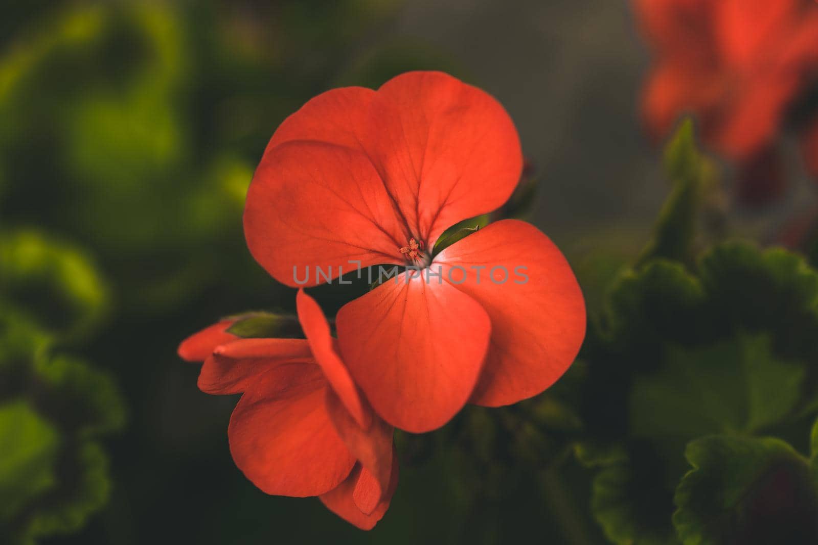 Macro photo of red flower. High quality photo