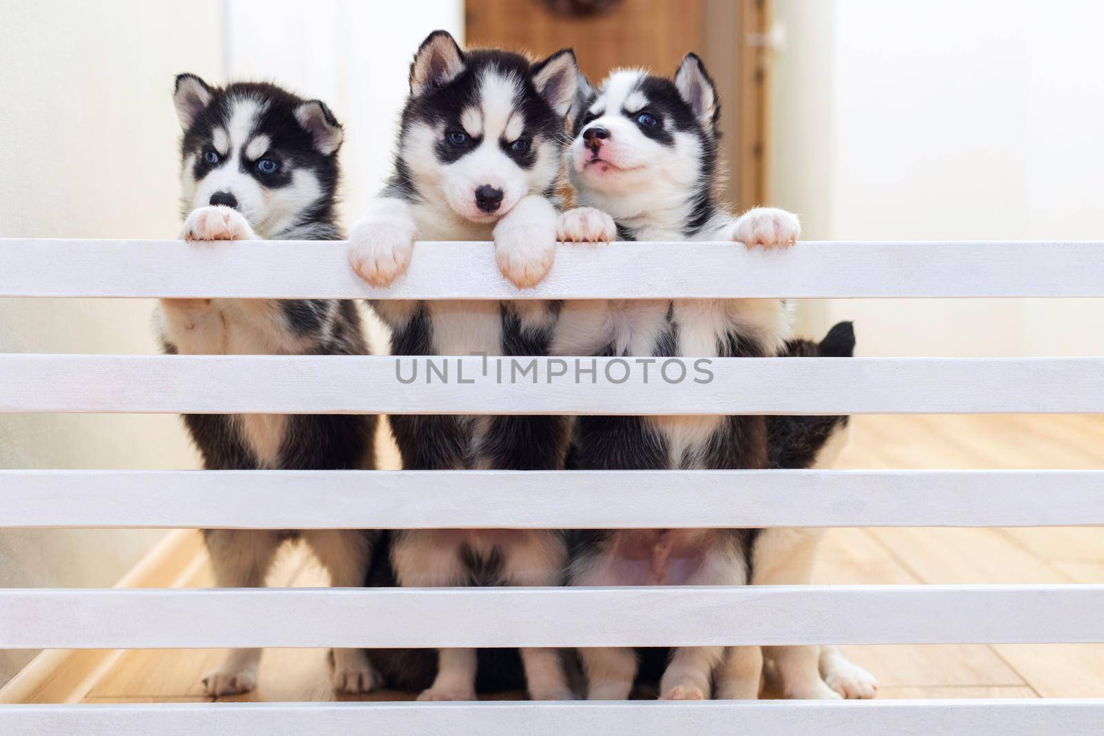 Cute husky puppy dogs playing together at home by andreyz
