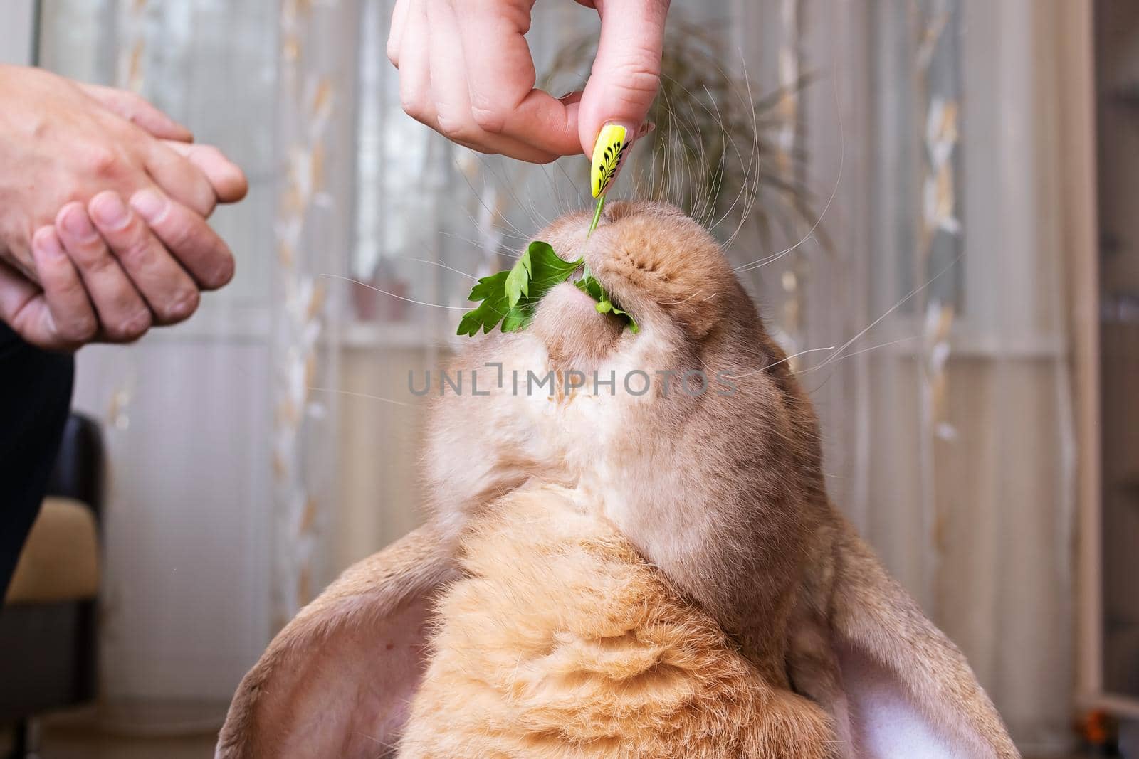 A red domestic rabbit eats greens close up