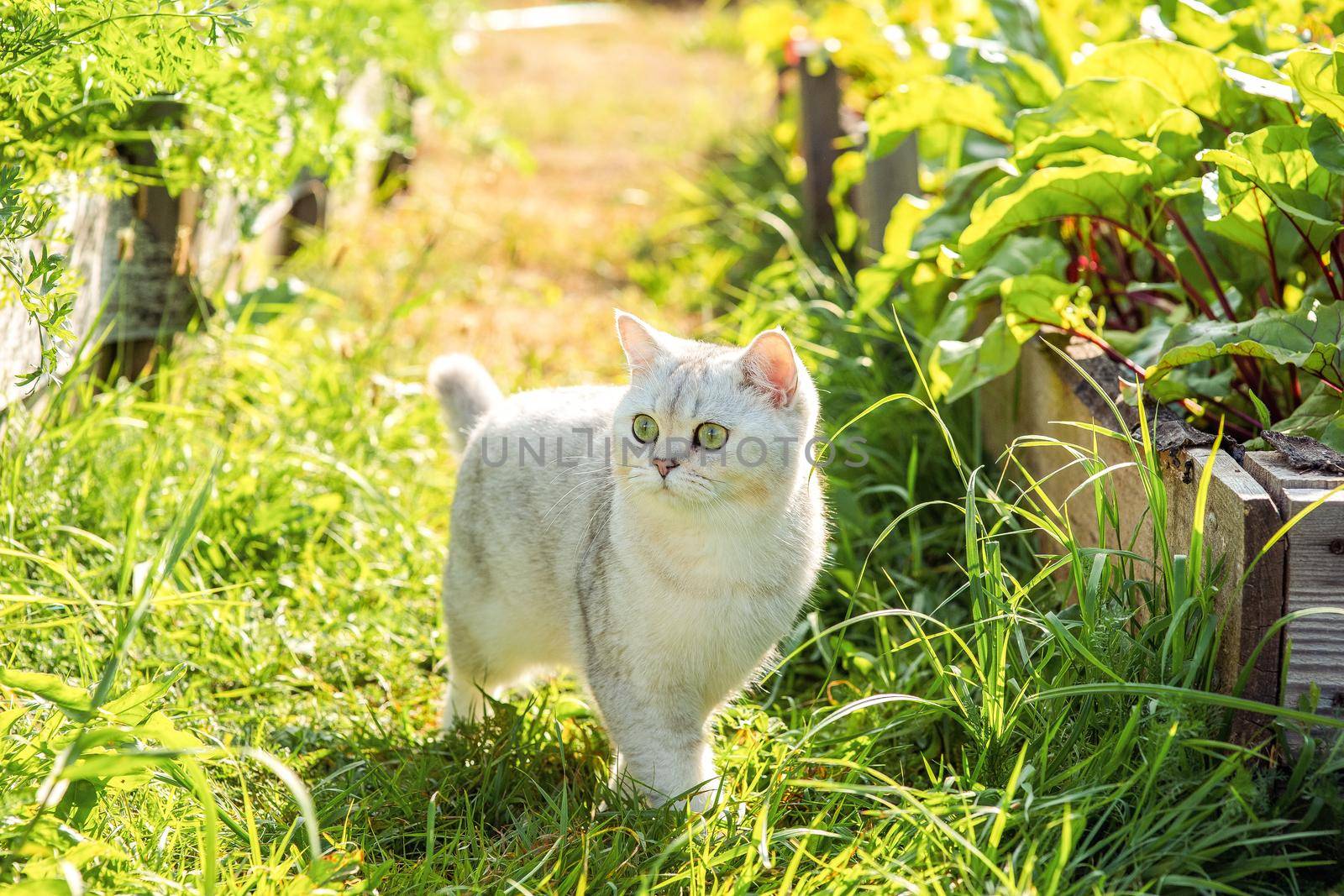 Charming white purebred cat, walking nearby a bed with green beet leaves, in summer, on a sunny day