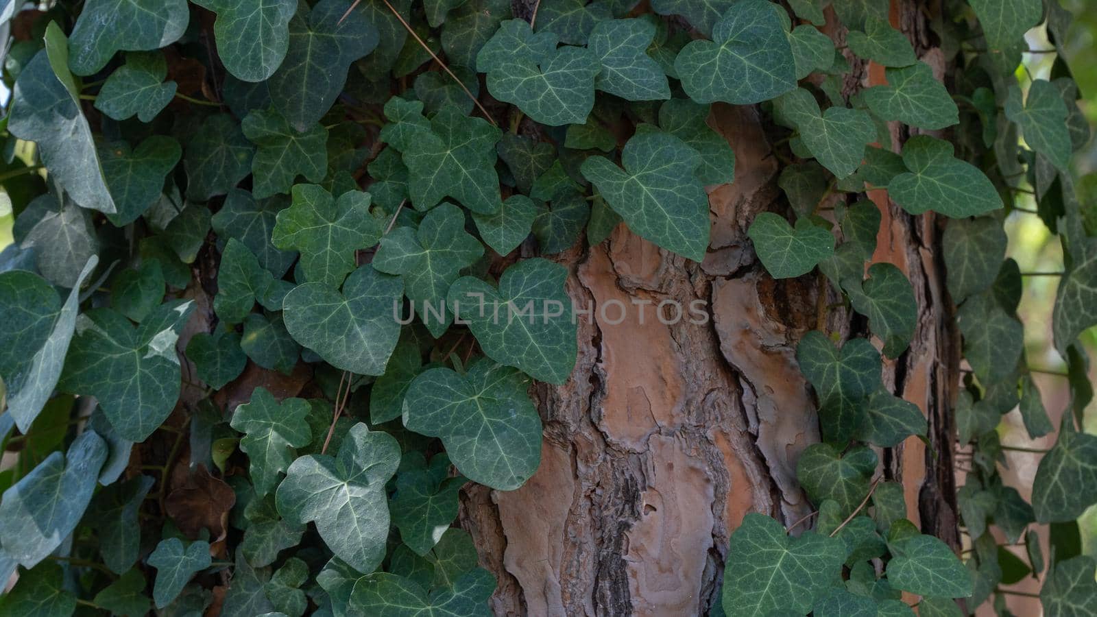 Climbing plant wraps around the trunk of the tree, the background of the tree and the leaves. High quality photo