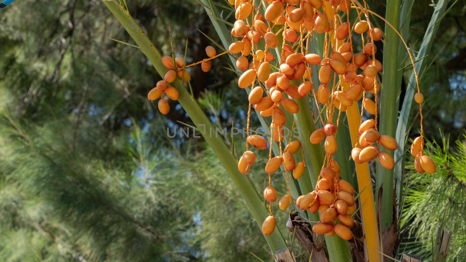 Date palm with dates, bunch of fruit, dried fruit by voktybre