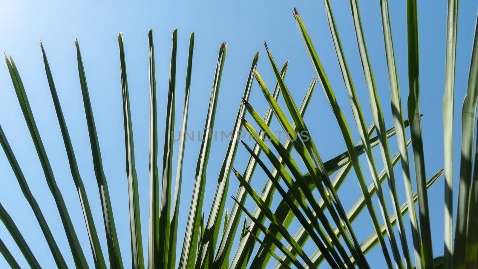 Palm leaves in the form of a fan on the background of the sky, texture. High quality photo