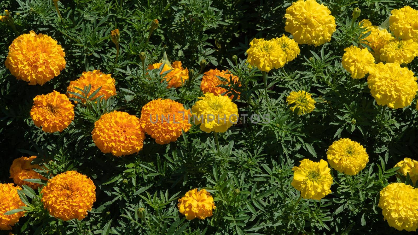 Yellow and orange flowers - marigolds, floral background by voktybre