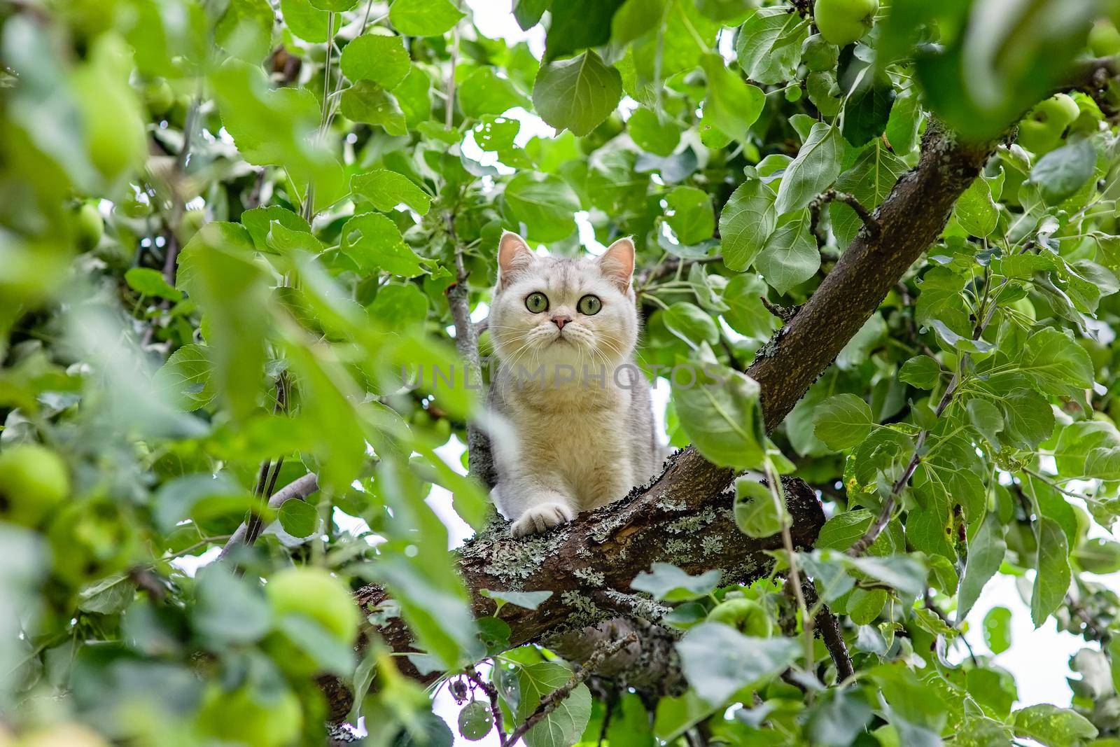 A funny white cat looks out among the leaves of an apple tree in the garden, green apples hang nearby. To close. Copy space