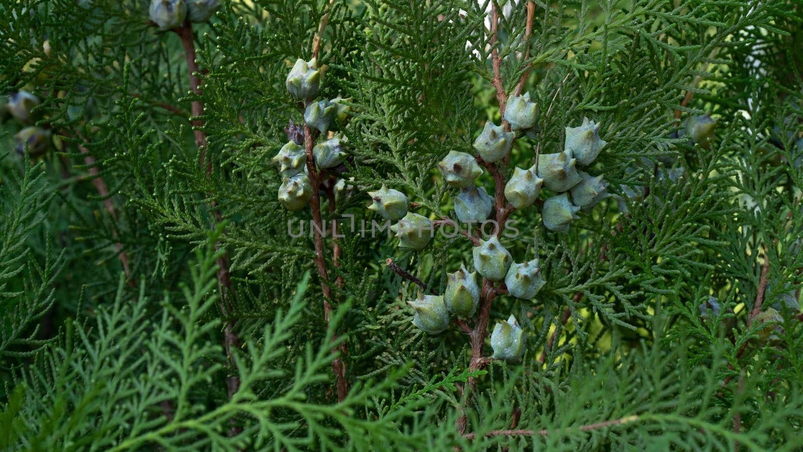 Leaves and fruits of coniferous thuja from the cypress family by voktybre