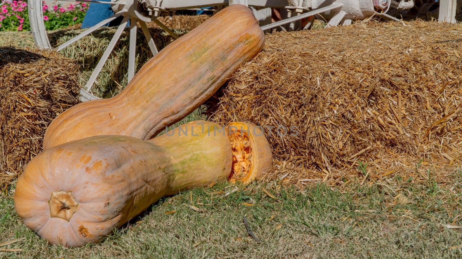 Long elongated pumpkin in the hay on the background of a wheel from a cart, autumn harvest by voktybre