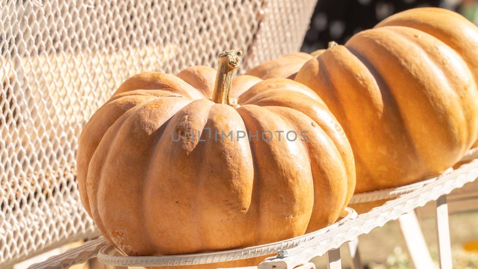 Autumn vegetable harvest, pumpkin close-up by voktybre