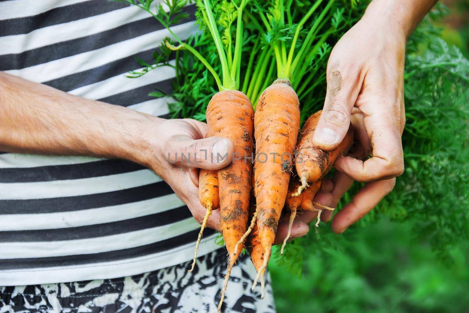 organic homemade vegetables in the hands of men.