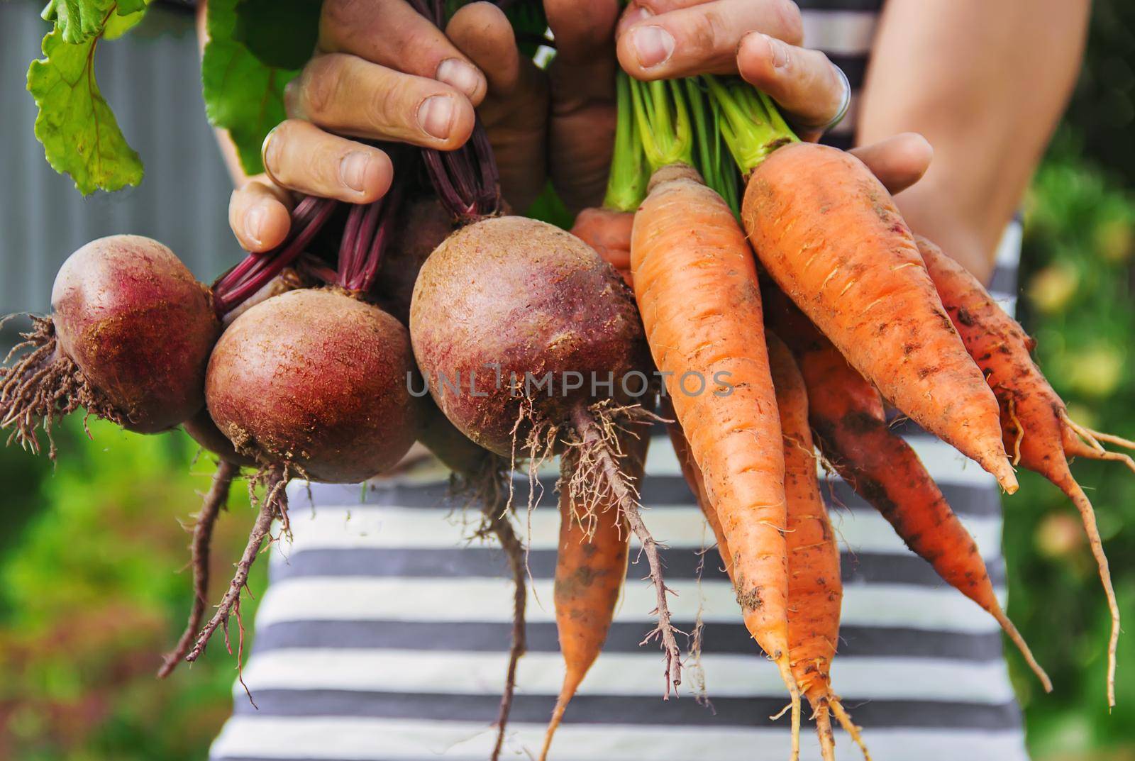 organic homemade vegetables in the hands of men.