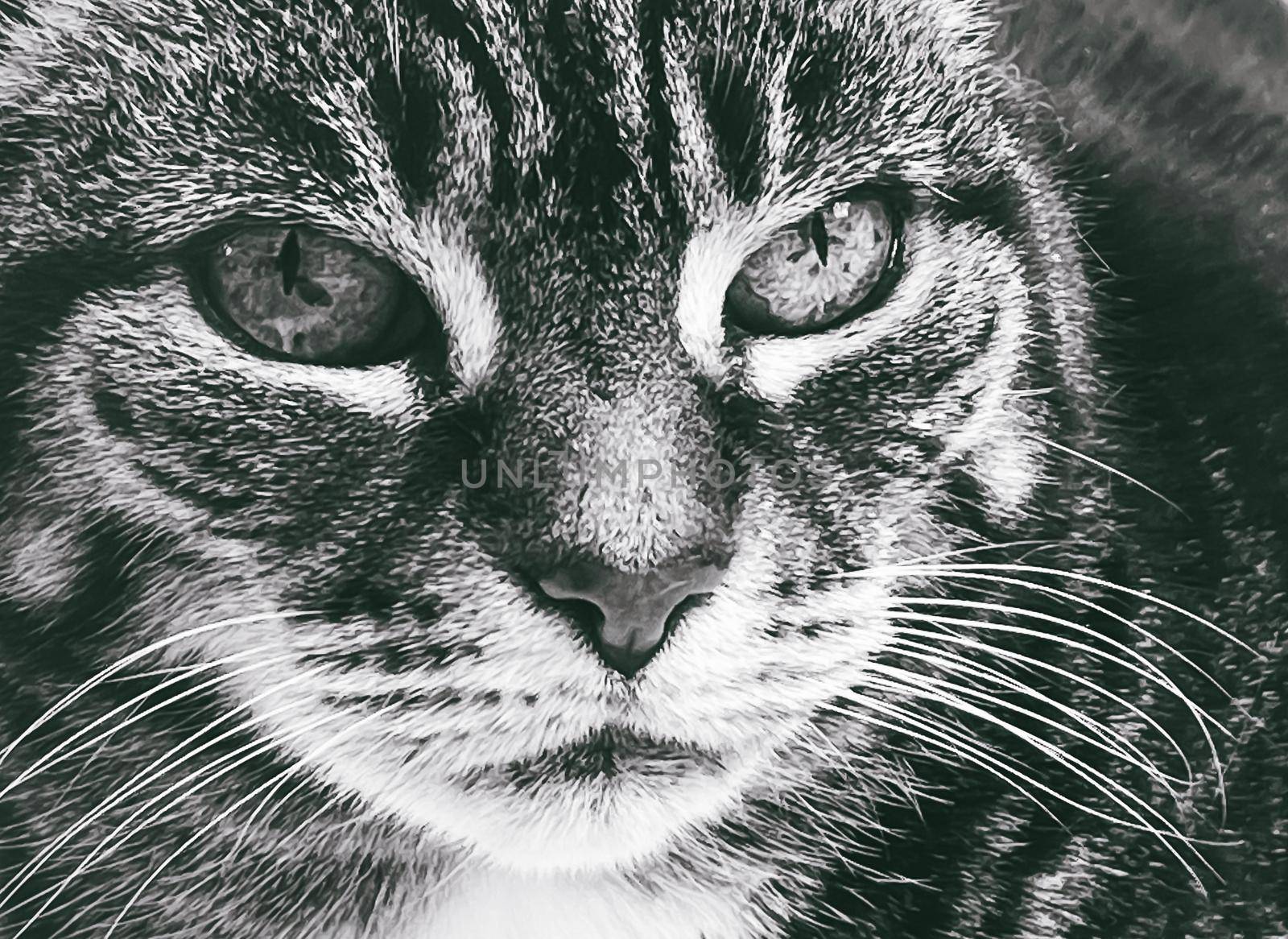Beautiful female tabby cat at home, adorable domestic pet, black and white portrait by Anneleven