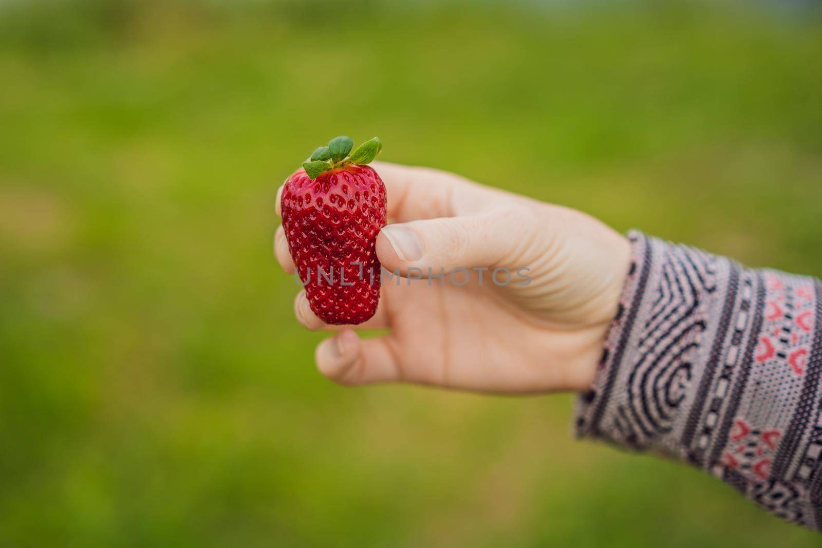 Young attractive woman eating a strawberry, outdoors.