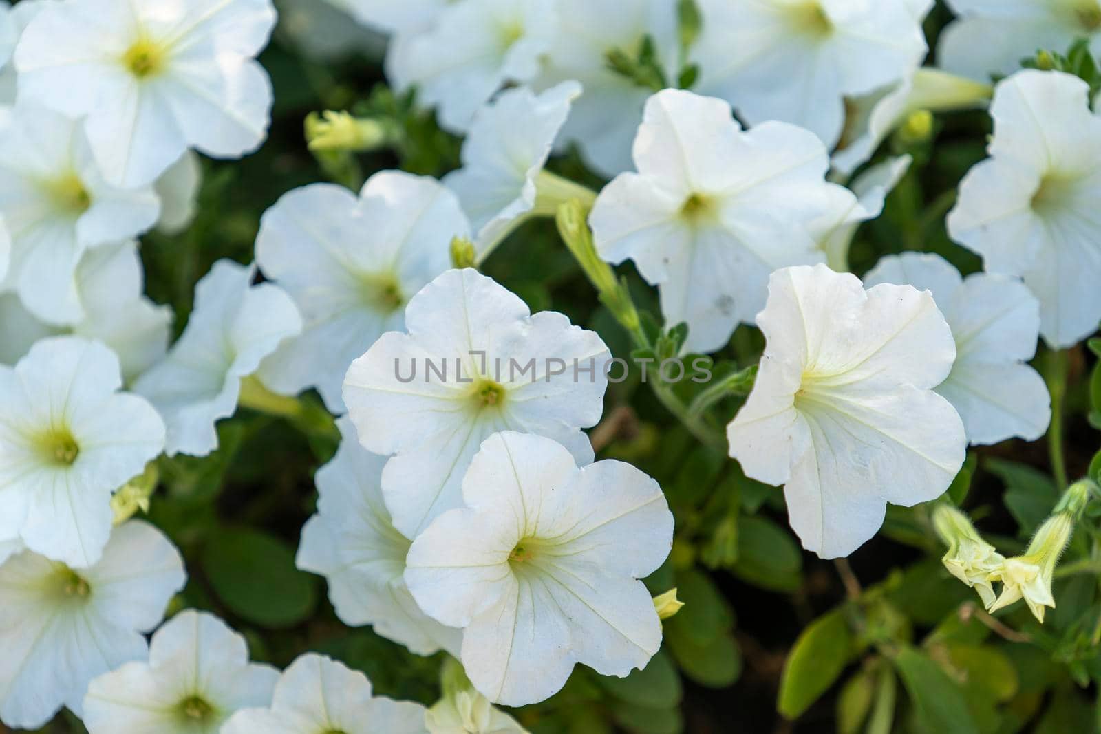 Natural background of white petunia flowers.