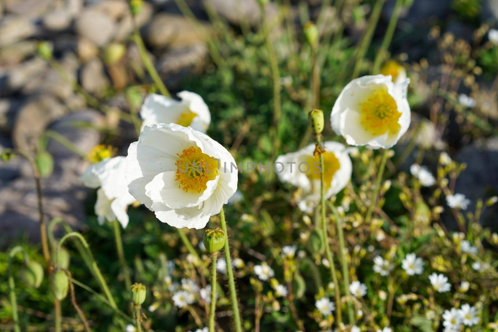 White poppies on a background of rocks and grass. by Vvicca