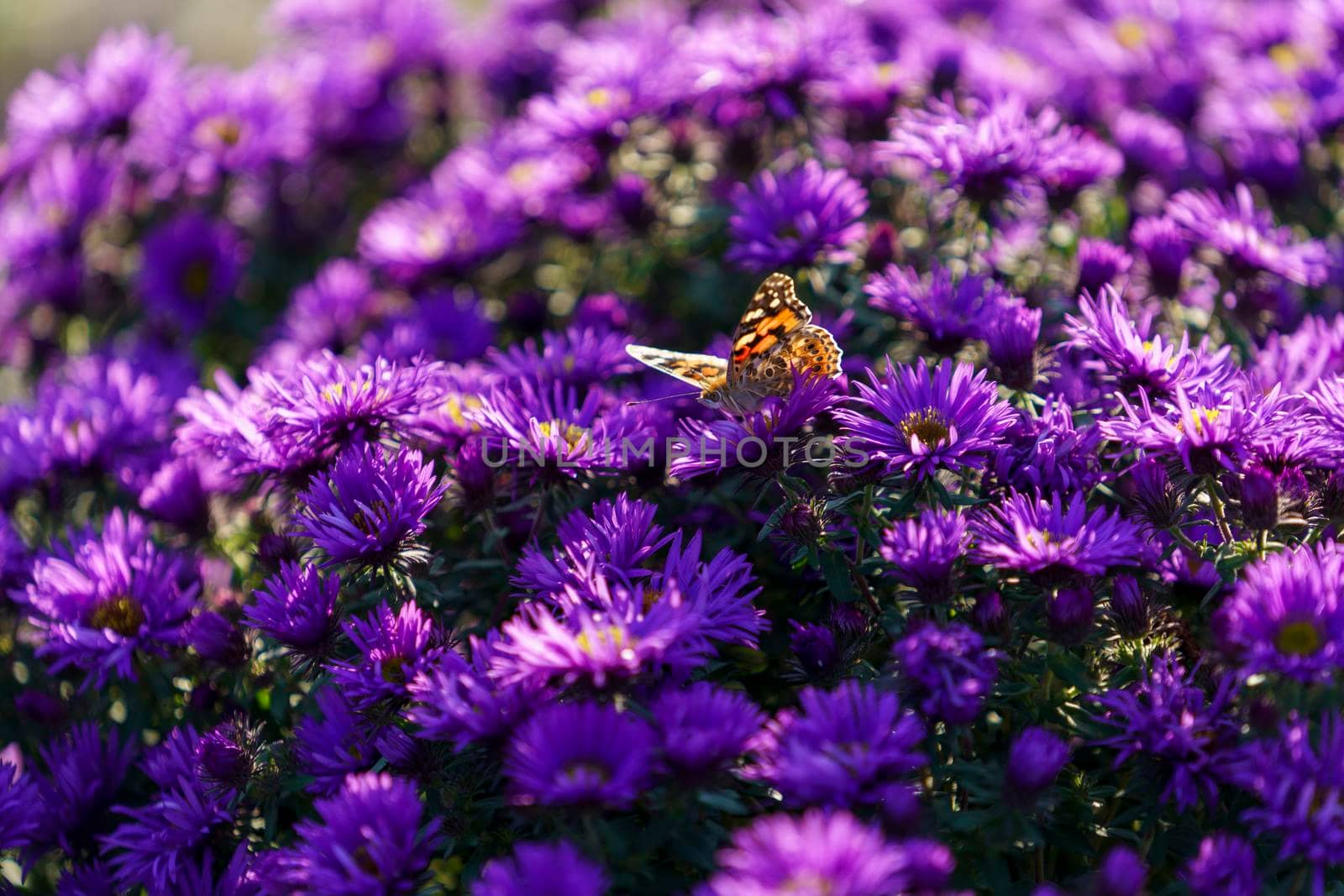 flowers Symphyotrichum novi-belgii purple color by Vvicca
