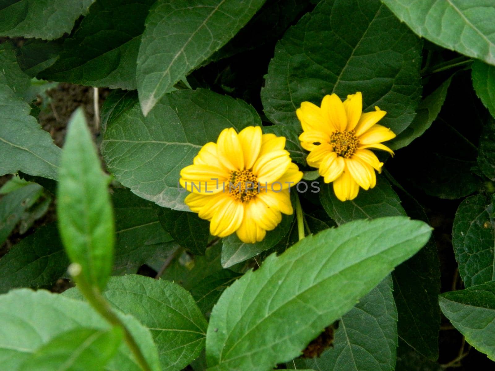 Bright yellow rudbeckia or Black Eyed Susan flowers in the garden. A bee pollinating a yellow flowers at summer on a field. Species Apis mellifera. Nature. Biology. Botanic. High quality photo