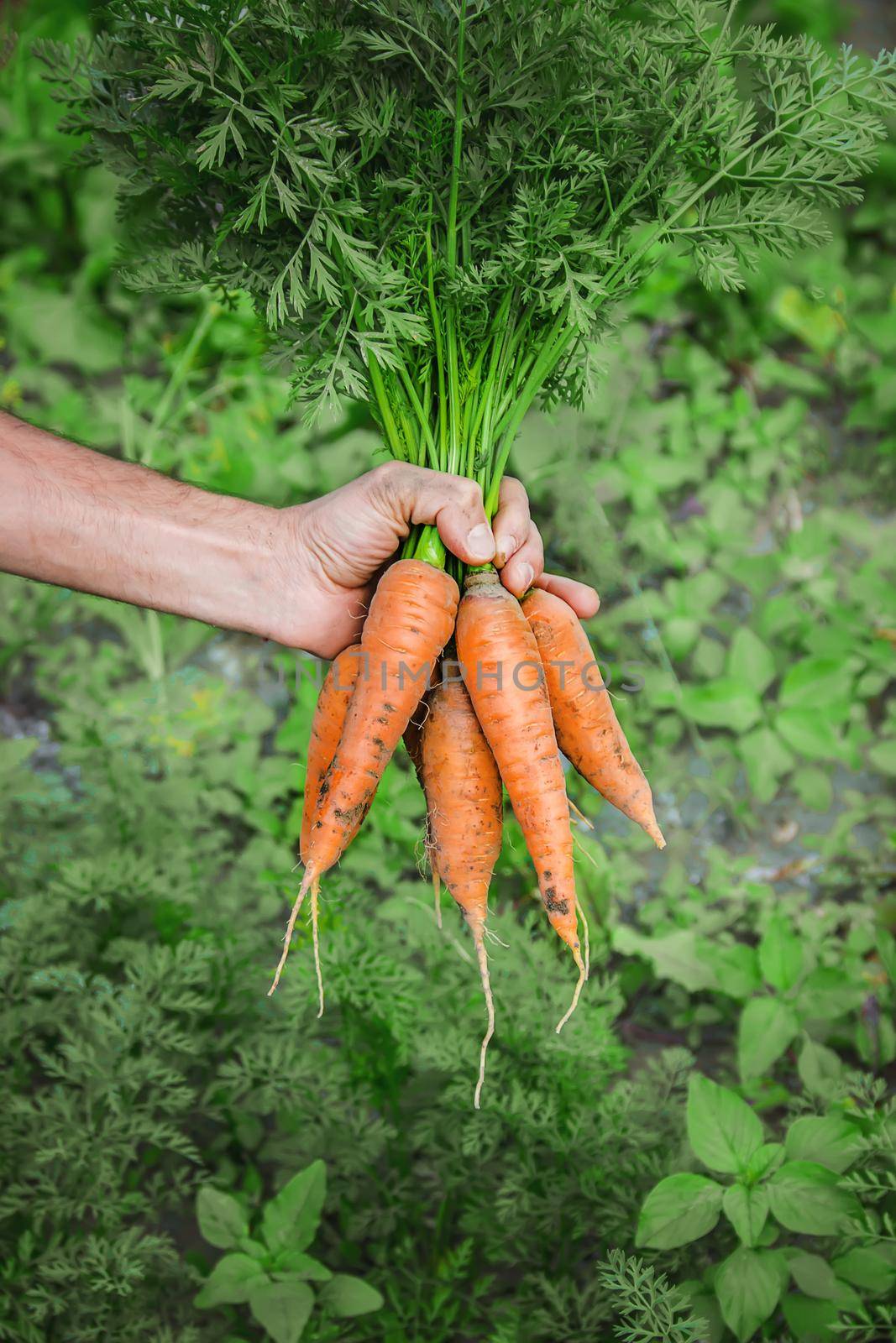 organic homemade vegetables in the hands of men.