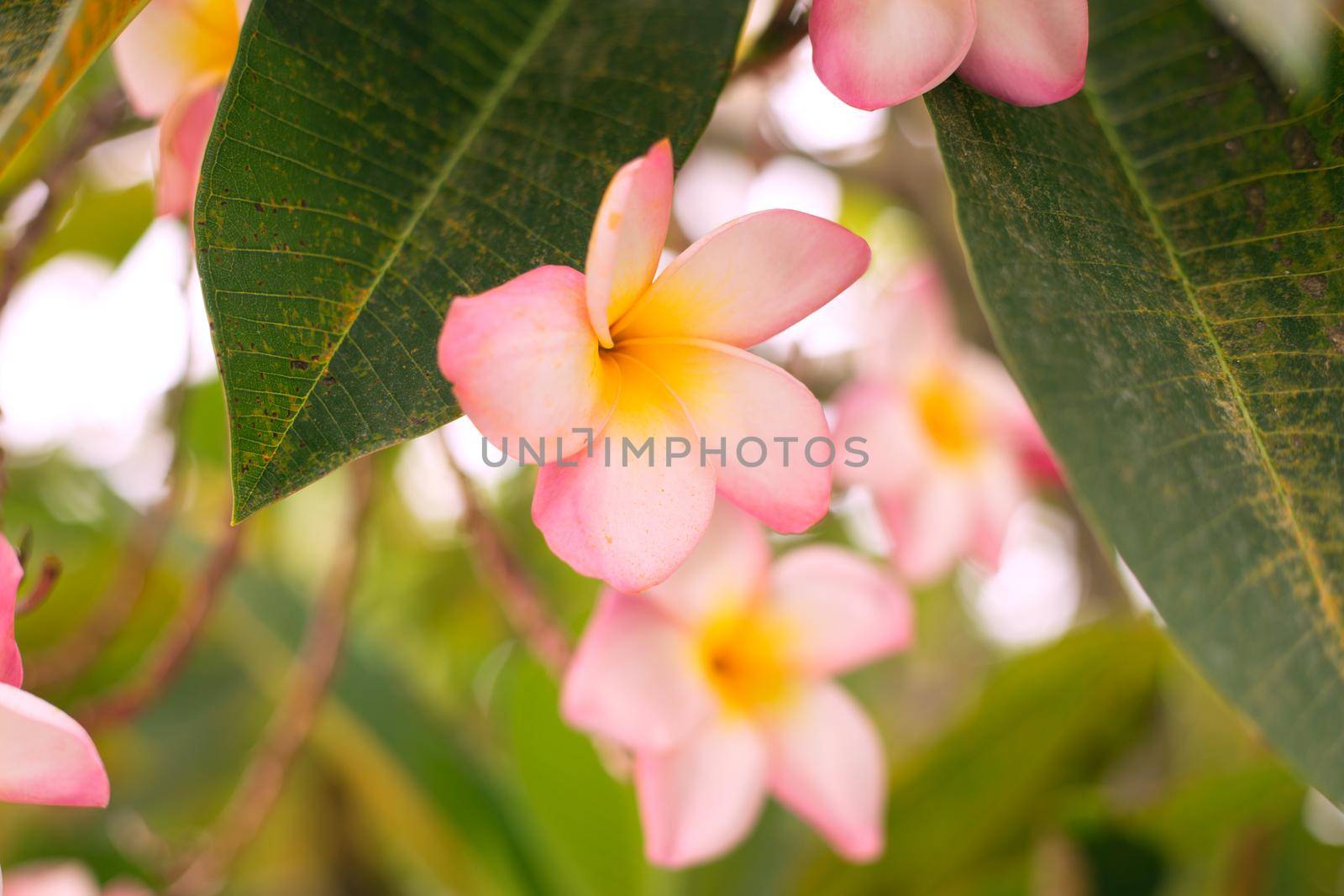 Tropical pink frangipani flowers on green leaves background. Close up plumeria tree.