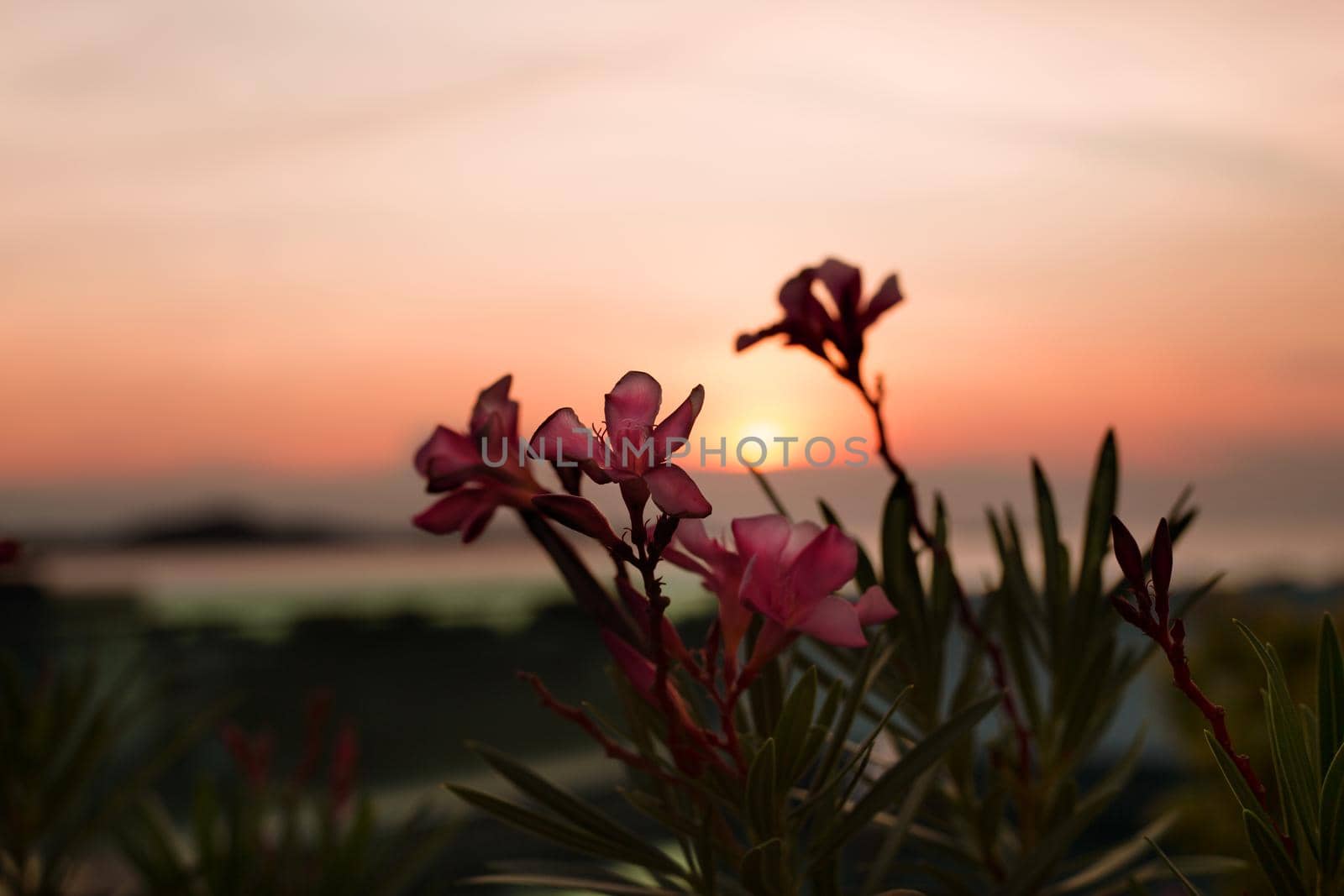 Pink tropical flowers on the sea sunset background. by AnaBabii