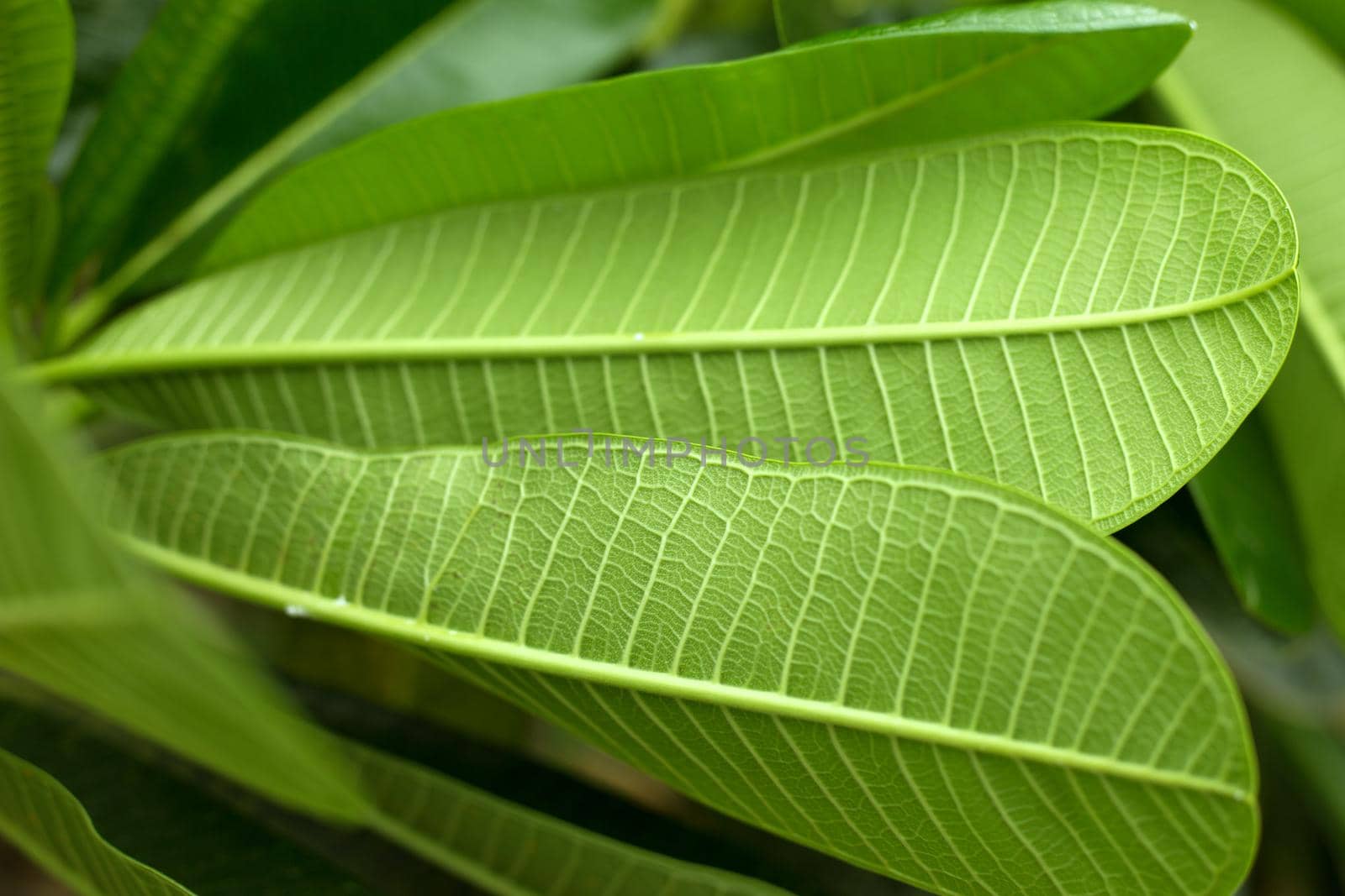 Tropical green leaves fresh blur background.