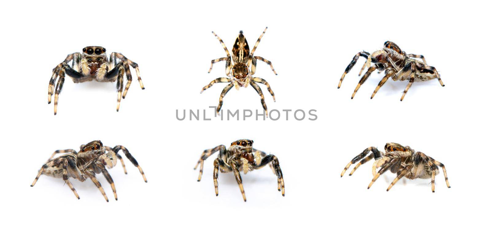 Group of jumping spider isolated on white background. Insect Animals. 