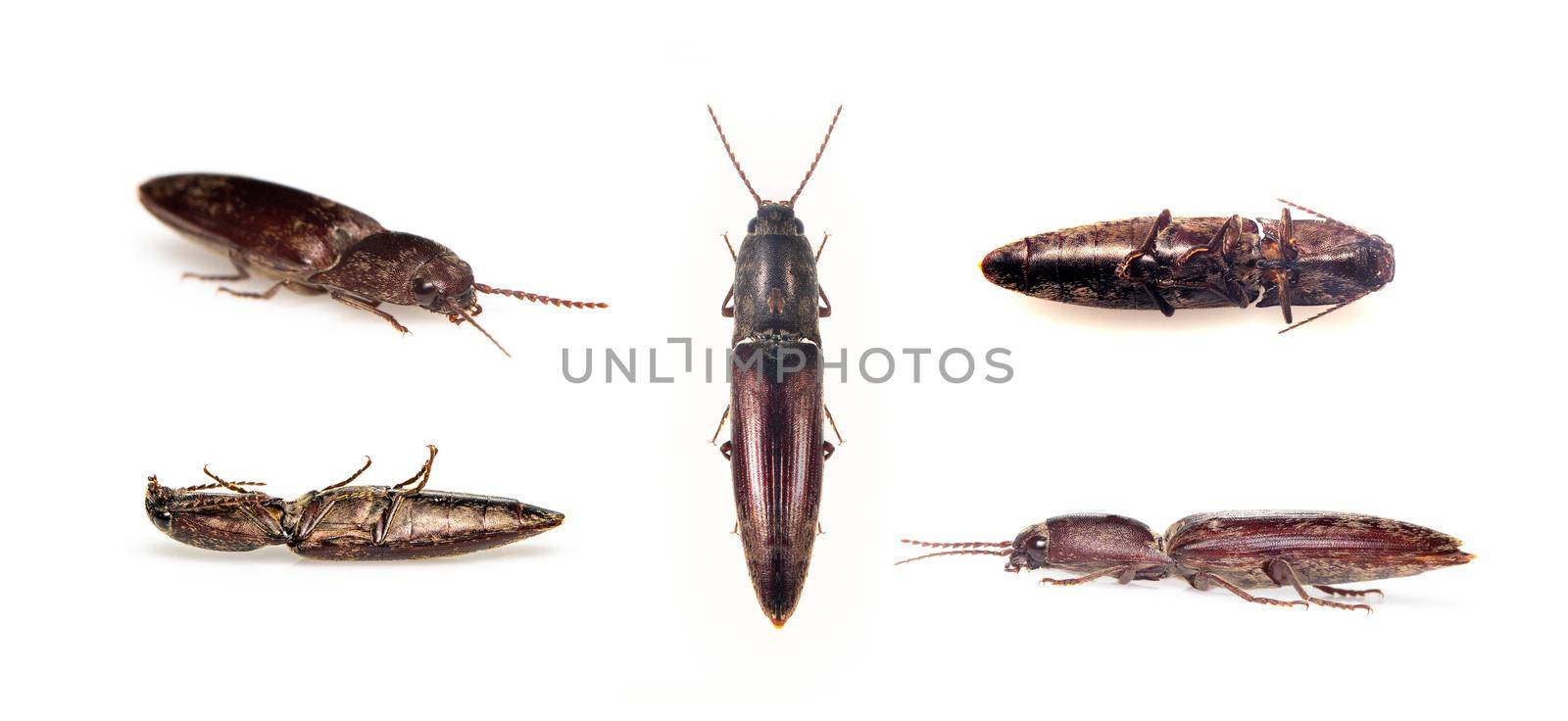 Image of click beetle isolated on white background. Insect. Animal. 
