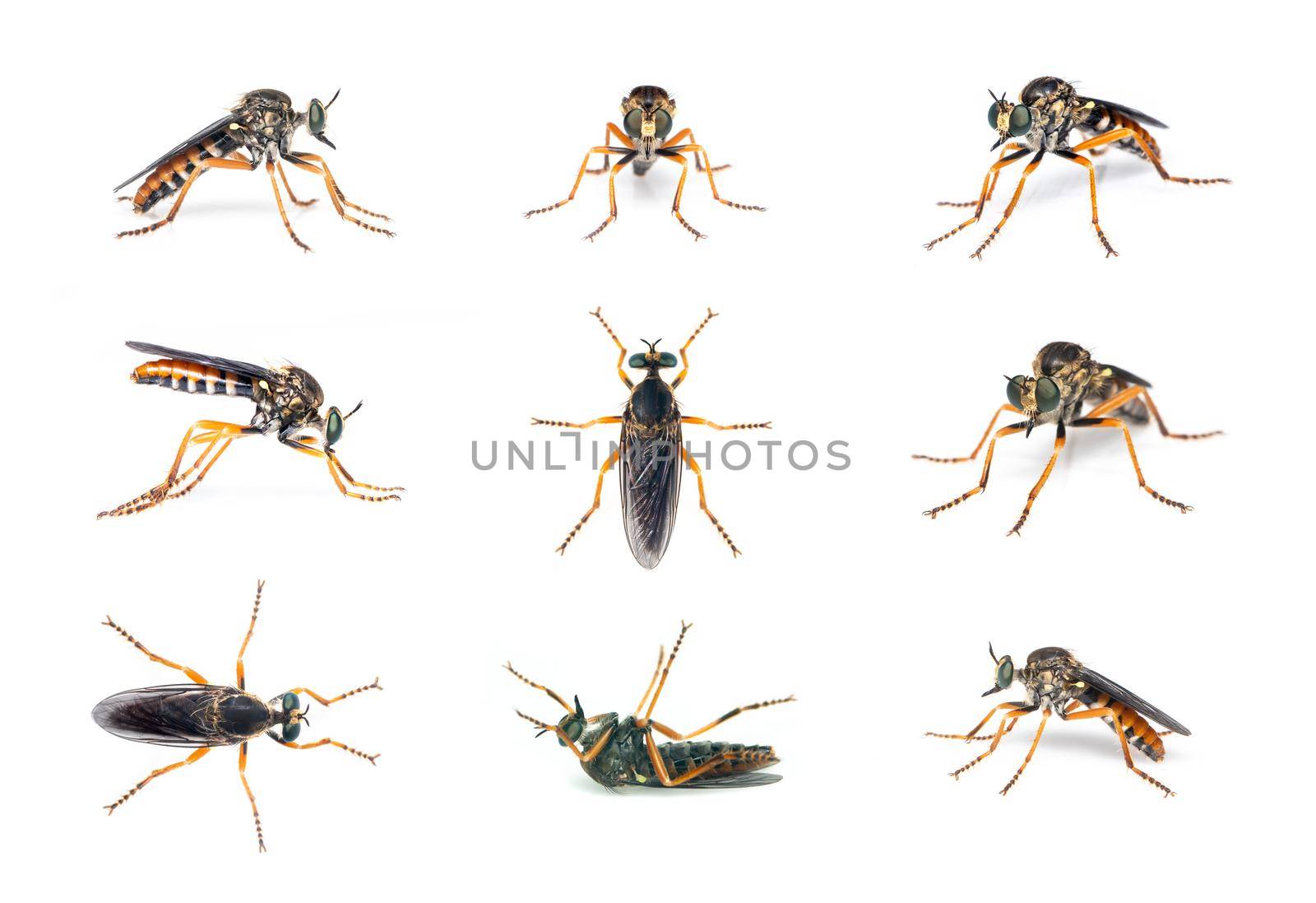 Group of the asilidae are the robber fly family, also called assassin flies on white background. Insect. Animals. by yod67