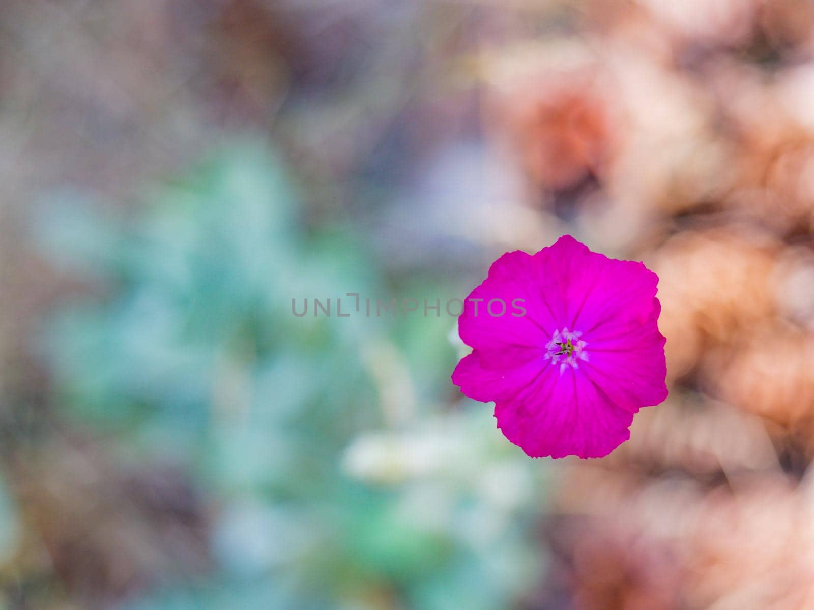 Wild pink flower, Carthusian; Dianthus carthusianorum in detail by rdonar2