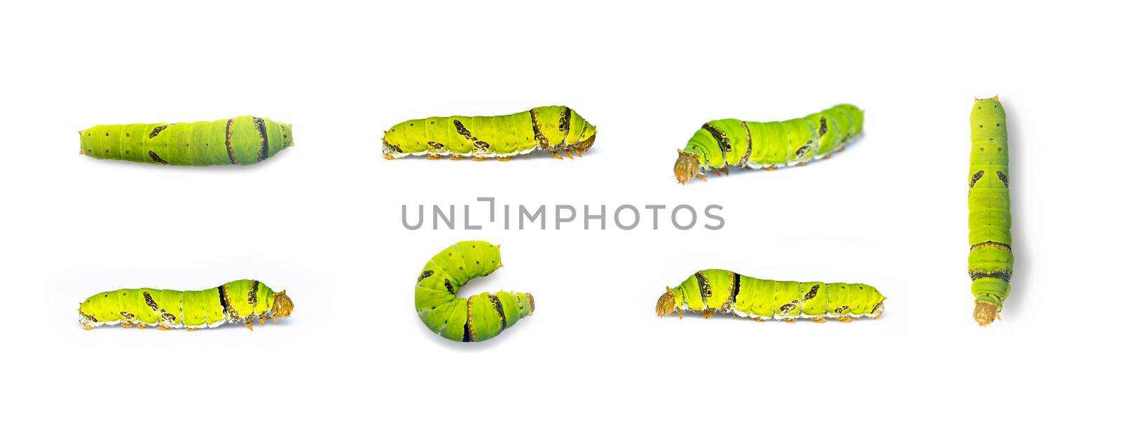 Group of lime butterfly caterpillar isolated on white background. Insect. Animal. Green worm.