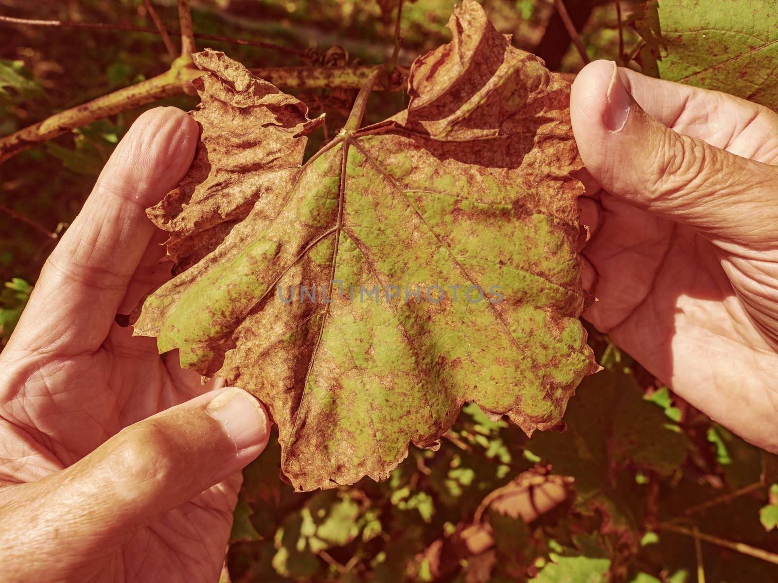 Vine leaf sick.  Missing protection of the vineyard garden by rdonar2