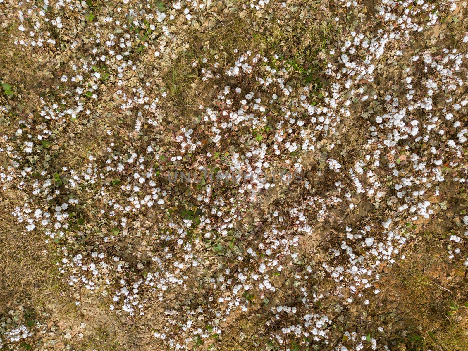 Cotton field ready for harvest on a cloudy day by Sonat