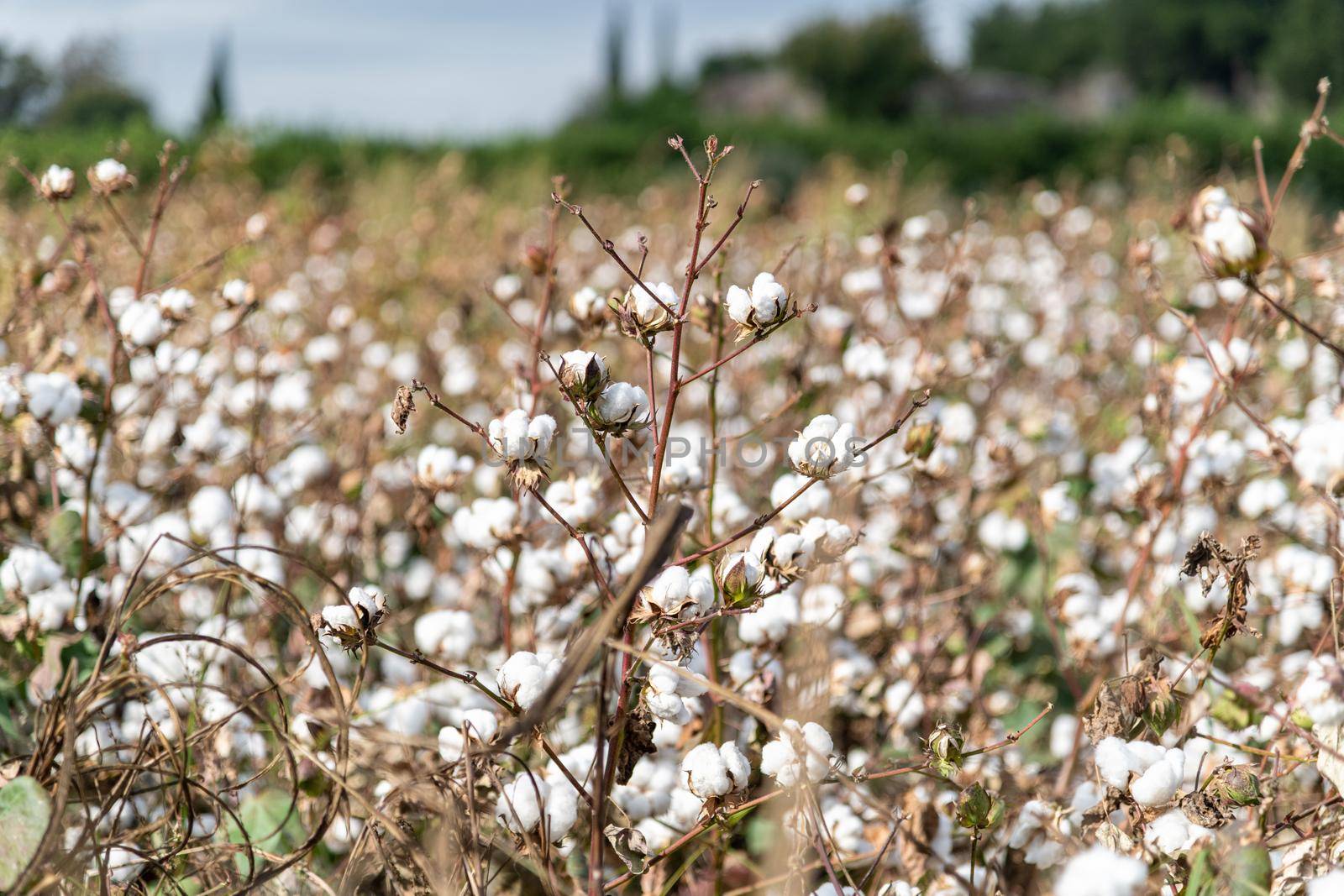 Cotton field ready for harvest on a cloudy day