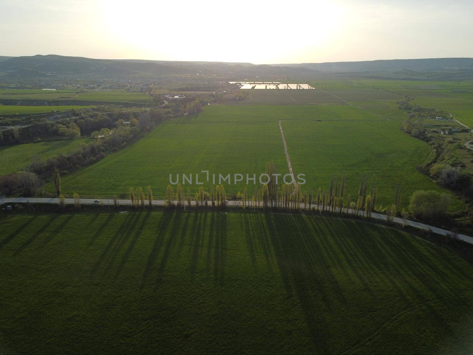 Green wheat field in countryside, close up. Field of wheat blowing in the wind at sunny spring day. Young and green Spikelets. Ears of barley crop in nature. Agronomy, industry and food production