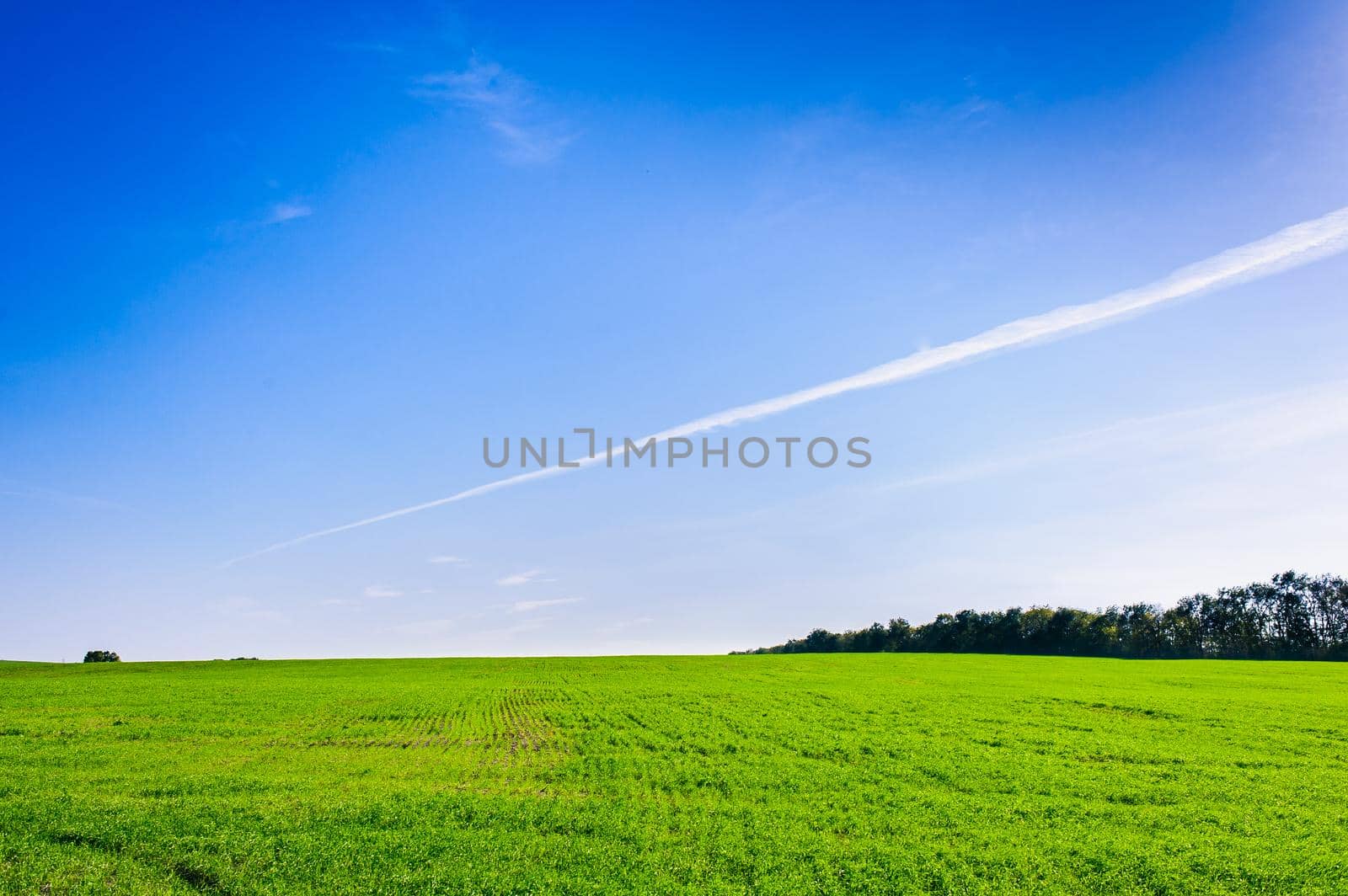 Green Field of wheat, blue sky and sun, white clouds. wonderland