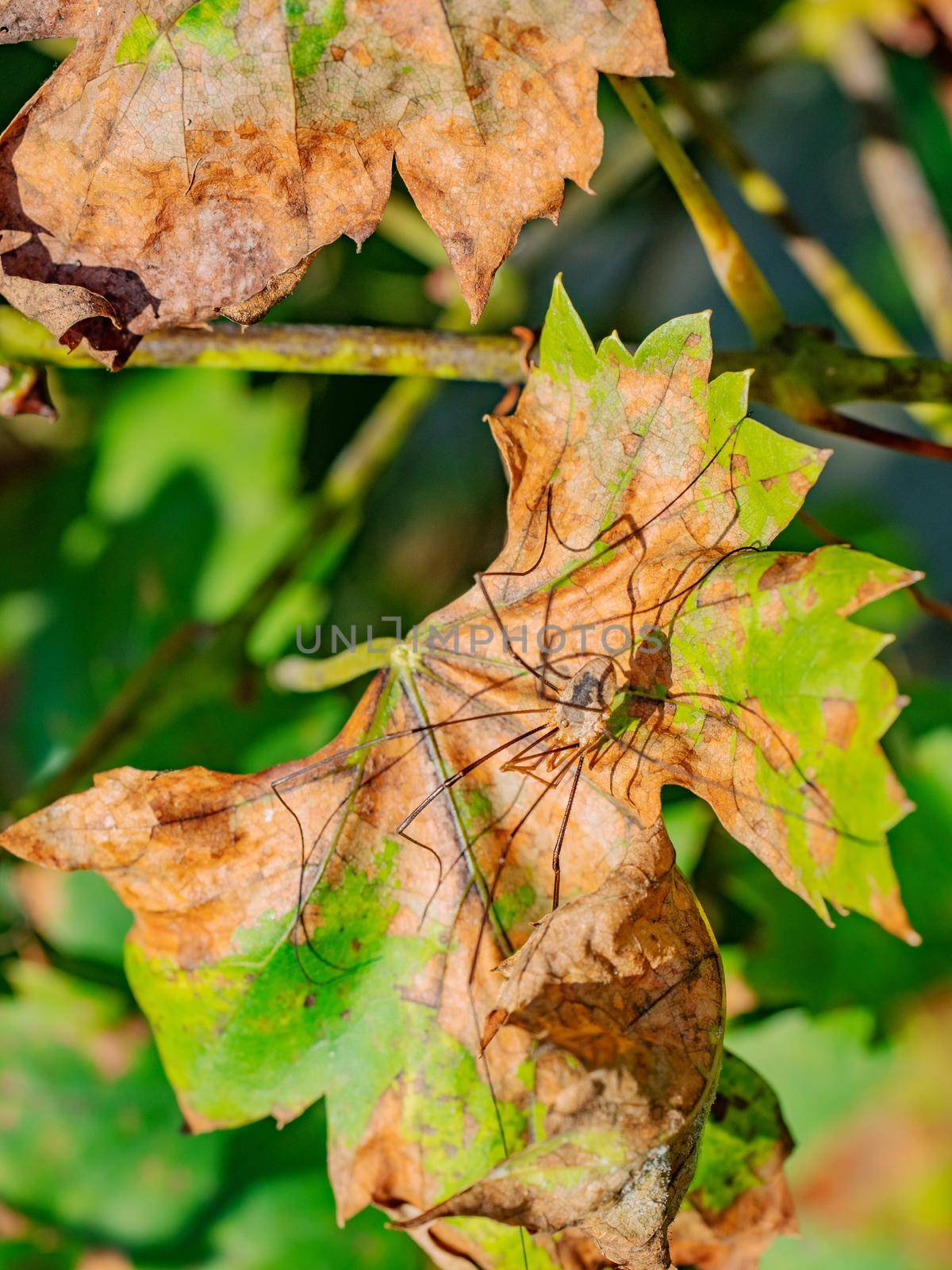 Dry vine leaf and a vine grape. Protect of the vineyard from danger diseases and funghi