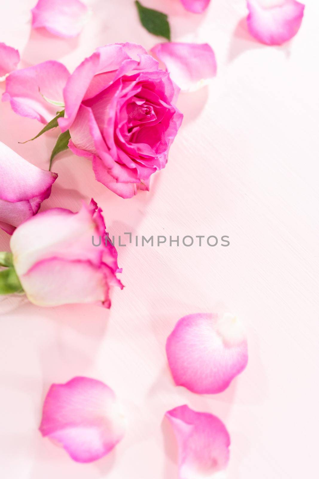 Pink roses and rose petals on a pink background.