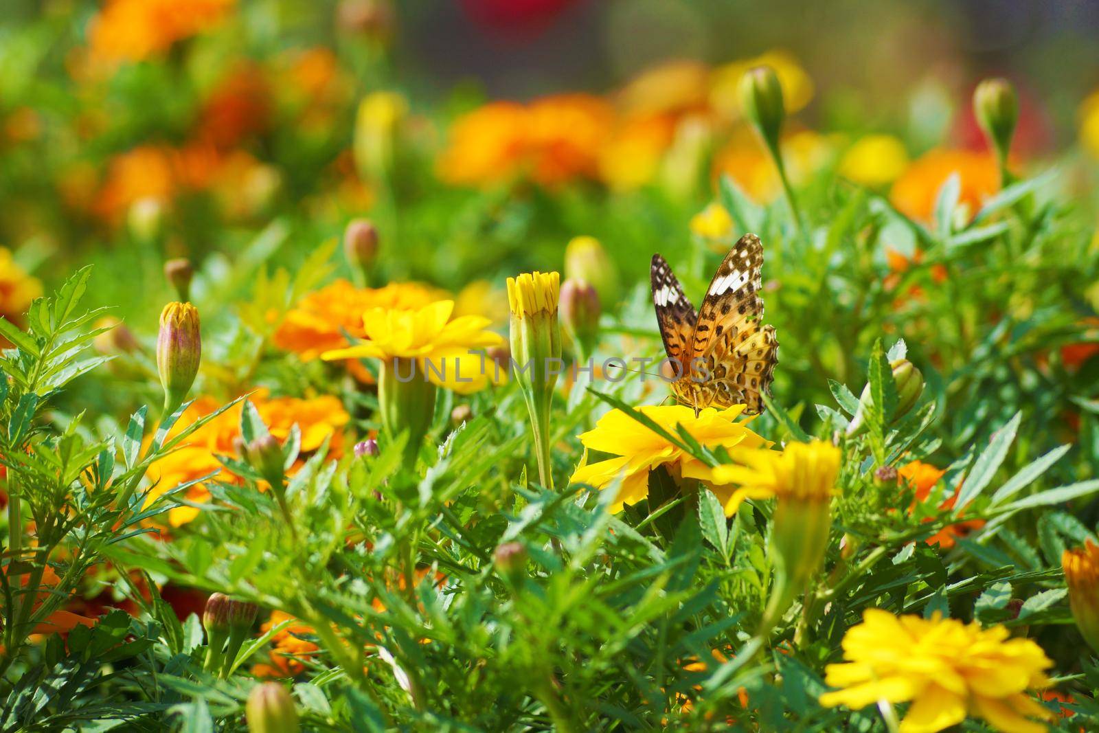 Marigold and butterflies. Shooting Location: Tokyo metropolitan area