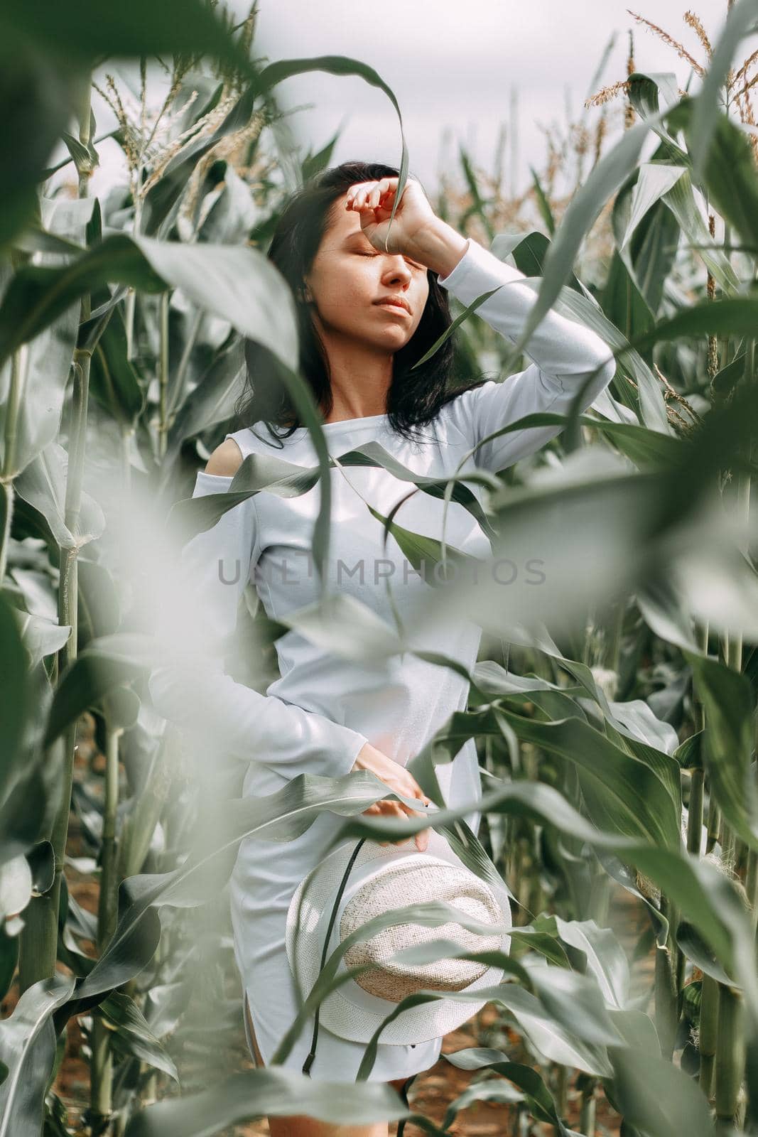 A brunette girl in a white dress in a cornfield. The concept of harvesting.