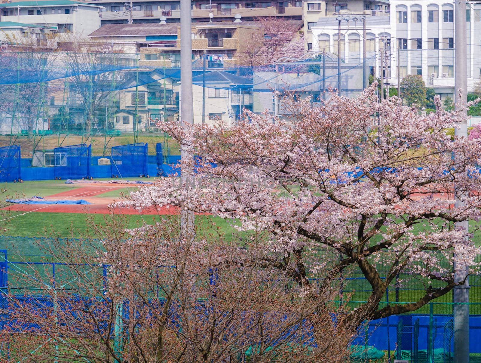 Cherry blossoms bloom. Shooting Location: Yokohama-city kanagawa prefecture