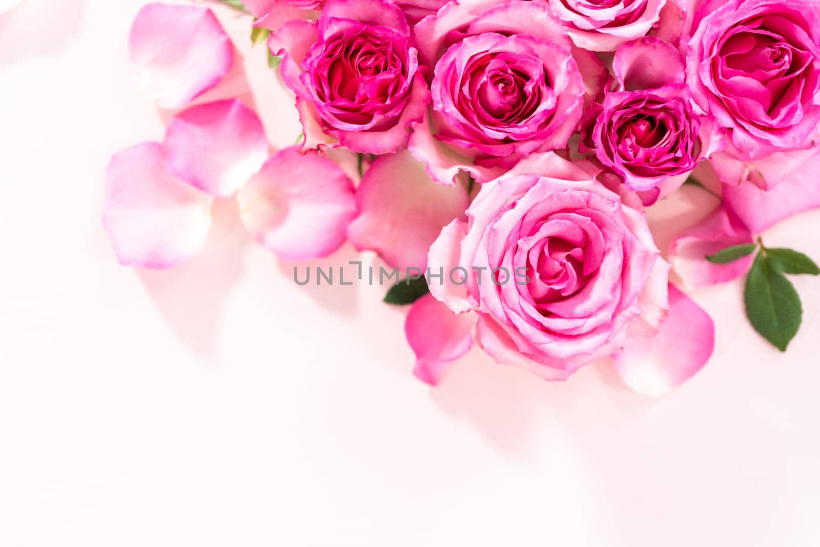 Flat lay. Pink roses and rose petals on a pink background.