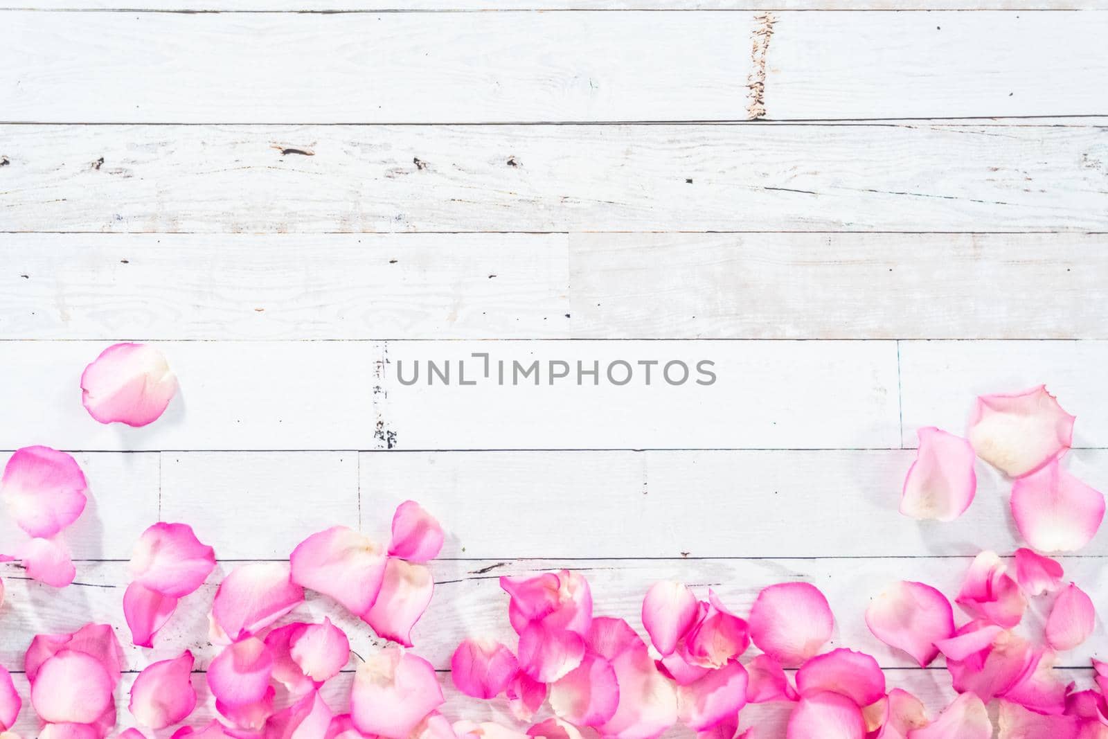 Flat lay. Petals from pink roses on a painted white wooden background.